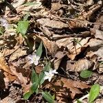 Claytonia caroliniana Floro