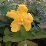 Hypericum × hidcoteense फूल