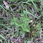 Oxalis dillenii Leaf