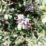 Plumbago europaea Flower