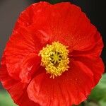 Papaver croceum Other