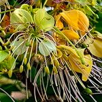 Crateva adansonii Flower