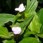 Tradescantia poelliae Λουλούδι