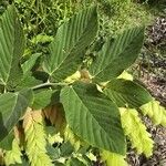 Flemingia strobilifera Leaf