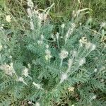 Oxytropis pilosa Blatt