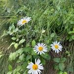 Leucanthemum heterophyllum 花