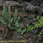Cosentinia vellea Libunga