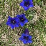 Gentiana acaulisКвітка