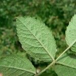 Rosa deseglisei Blad