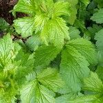 Geum macrophyllumFolha