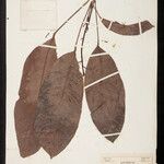 Rhodothyrsus macrophyllus Frunză