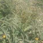 Solanum elaeagnifolium Blatt