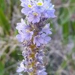 Pontederia cordata Blomma