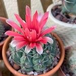 Gymnocalycium baldianum Flower