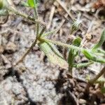 Tuberaria guttata Lapas