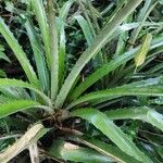 Bromelia pinguin Leht