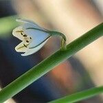 Asphodelus tenuifolius 花