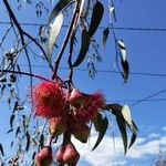 Eucalyptus caesia Цвят