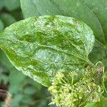 Smilax tamnoides Leaf