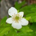Anemone canadensis Λουλούδι