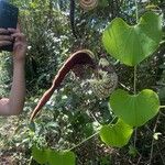 Aristolochia ringens Flower