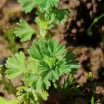 Alchemilla arvensis Лист