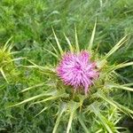 Silybum marianum 花