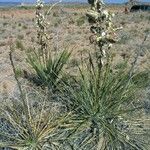 Yucca baileyi ᱛᱟᱦᱮᱸ