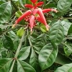 Quassia amara Fruto
