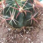 Ferocactus latispinus Лист