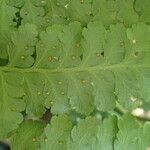 Microlepia speluncae Leaf