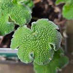 Geranium renardii Leaf