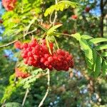 Sorbus aucupariaFruto