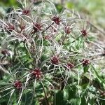 Clematis vitalbaBlomma