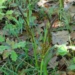 Carex tomentosa Diğer