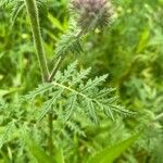 Phacelia tanacetifoliaLeht