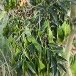 Dalbergia odorifera Habit