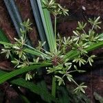 Cyperus miliifolius Drugo