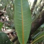 Ficus nitidifolia Leaf