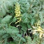 Corydalis cheilanthifolia Bloem