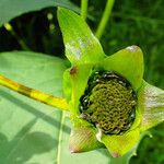 Silphium perfoliatum Çiçek