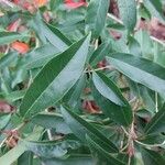 Photinia davidiana Leaf