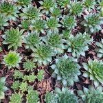 Sempervivum calcareum Лист