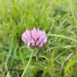 Trifolium pratenseBlüte