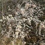 Prunus spinosa Агульны выгляд