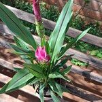 Curcuma alismatifolia Flower