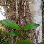 Epidendrum nocturnum Leaf