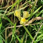 Linaria supina Blomst