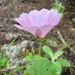 Malva hispanica Flor