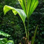 Asplundia insignis Fruto